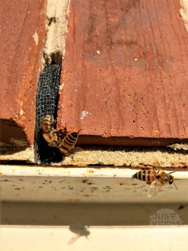 Bee Hive Removal